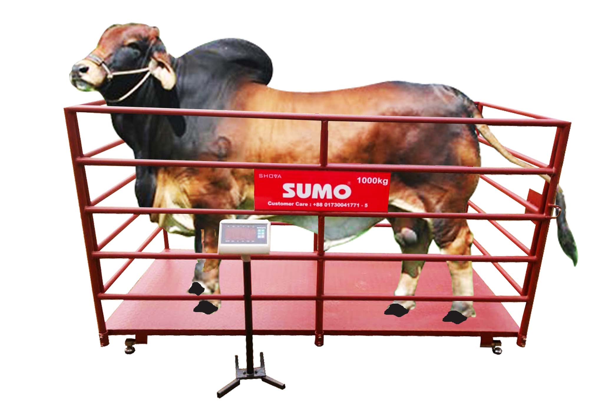 Animal Scale 500kg | Cow Weight Machine Price in bd