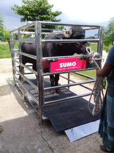 Sumo Animal Scale cow scale 2000kg